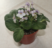 African Violet Bought In The Store For Less Than $1