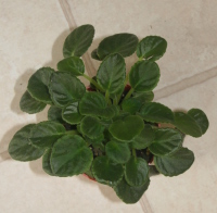 Perfectly Healthy African Violet But No Flowers