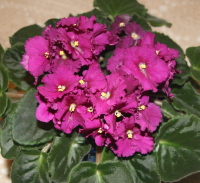 Beautiful African Violet Flowers