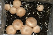 Growing Mushrooms at Home. (Video 1 of many)