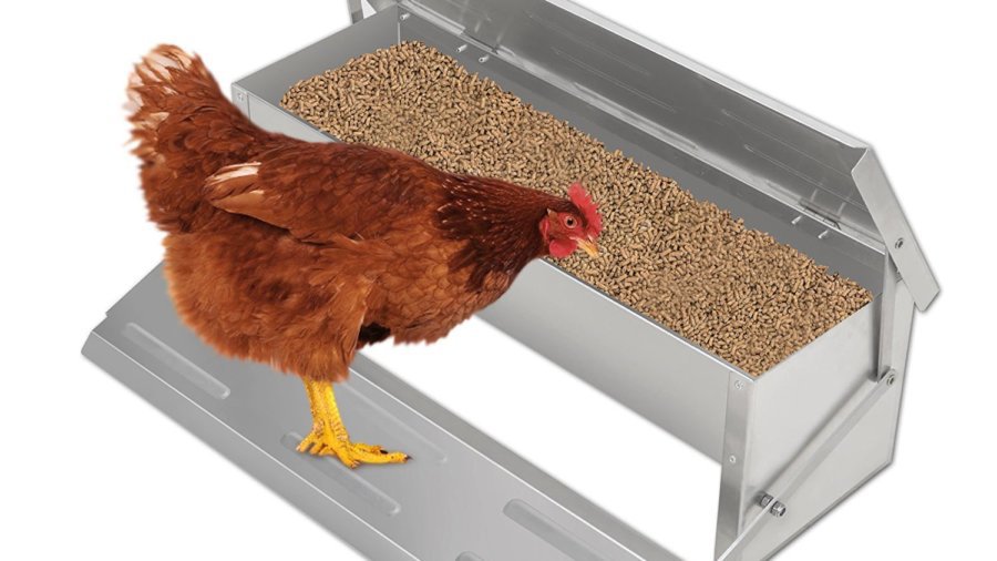 Are You Looking For Rat Proof Chicken Feeder? Read This First!